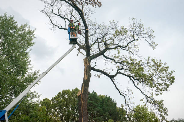 The Steps Involved in Our Tree Care Process in Baldwin, PA